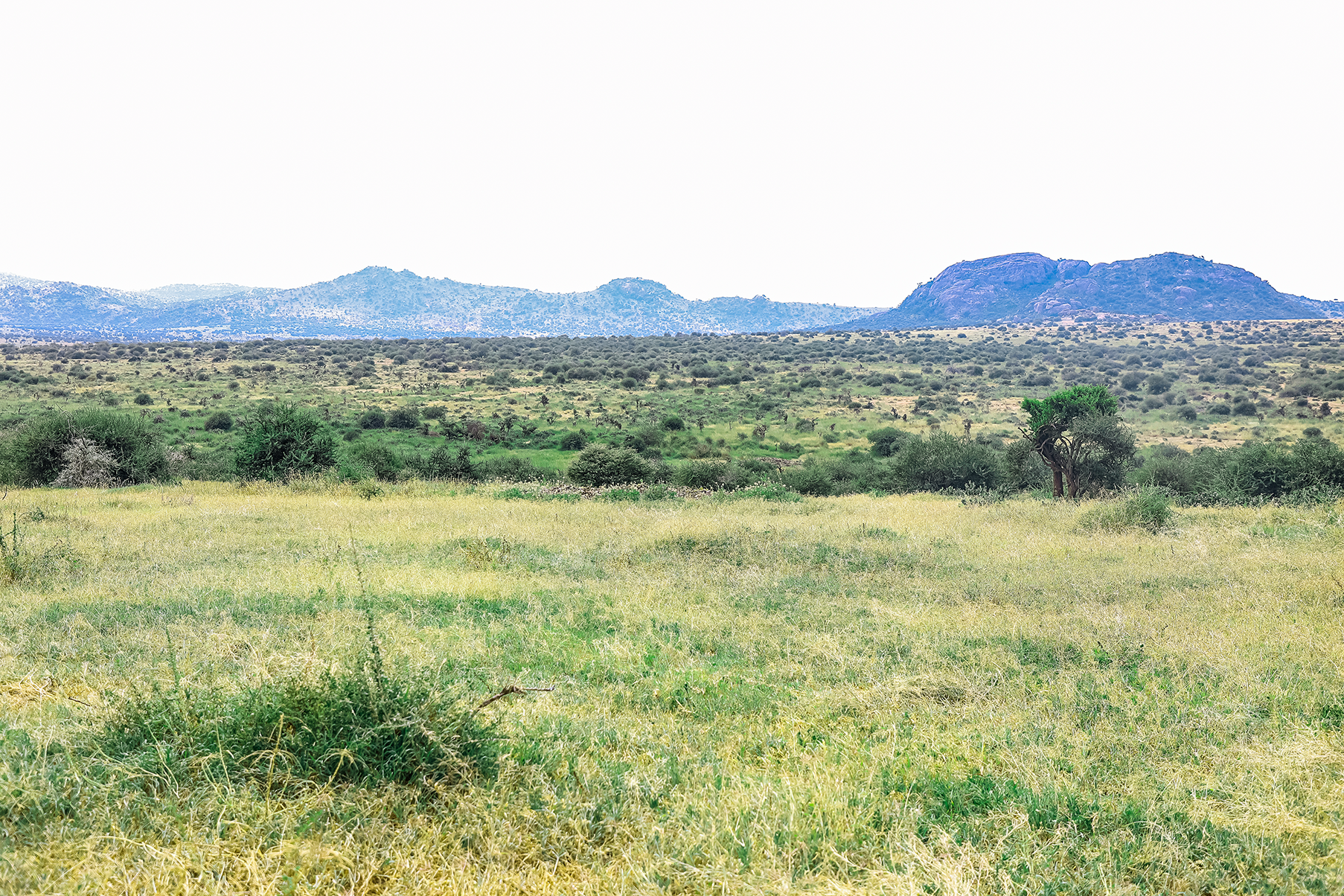 Transforming Northern Kenya rangeland: A Community-Driven Ecological ...
